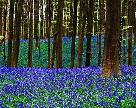Enchanted Forests Carpeted In Beautiful Bluebells 15 Pictures