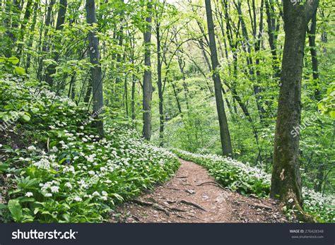 Hiking Trail In The Woods Stock Photo 276428348 Shutterstock