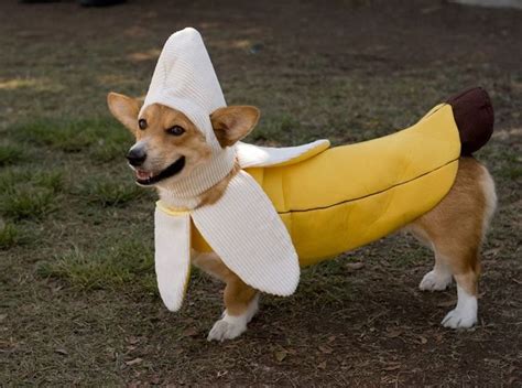 Adorable Halloween Costumes For Dogs With Images Pet Costumes Cute