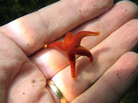 Blood Sea Star Stock Image C0039851 Science Photo Library