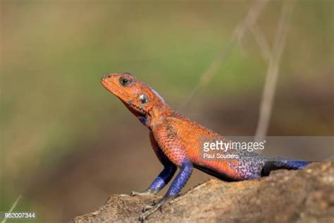 Red Headed Lizard Photos And Premium High Res Pictures Getty Images