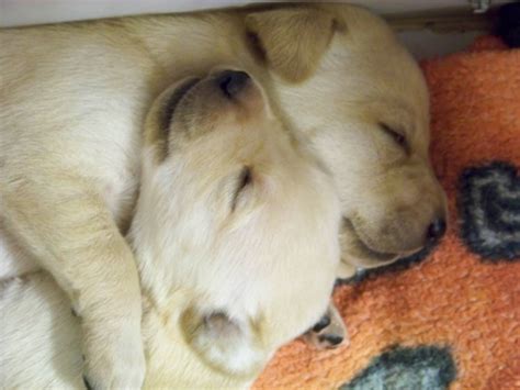 Labrador Retriever Puppies For Sale Change Comin