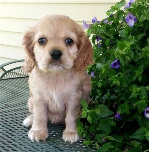 Look at pictures of puppies in ohio who need a home. English Cocker Spaniel Puppies For Sale | Batavia, OH #267647