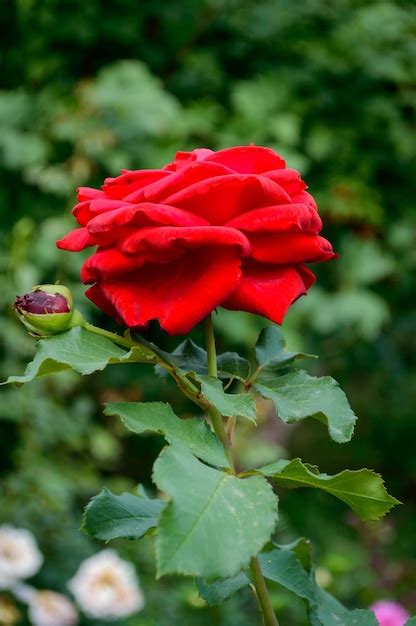 Premium Photo Red Rose In The Park Against The Background Of Green