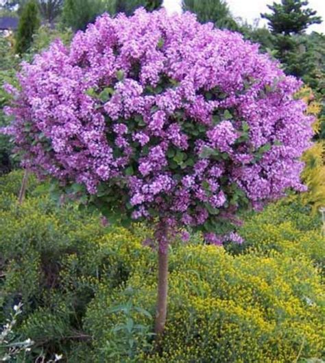 Check spelling or type a new query. 63+ Lovely Flowering Tree Ideas For Your Home Yard - Page ...
