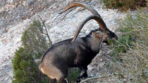 Beceite Ibex Trophy Hunting Spain