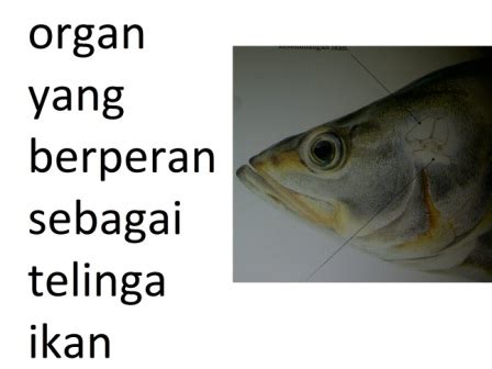 Adalah anggota vertebrata poikilotermik (berdarah dingin) … no more posts available. Apakah Ikan Memiliki Telinga?