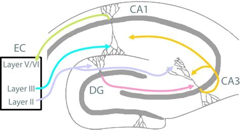Neural Circuits Of The Hippocampus Neural Circuits And Memory Lab