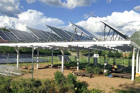 Growing Crops Under Solar Panels Now Theres A Bright Idea Solceller På Marken