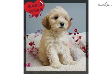 Cavapoo puppies are relaxed, snuggly house pets that get along with children! Charlie: Cavapoo puppy for sale near Minneapolis / St Paul ...