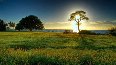 Sunrise Tree The Worlds Natural Landscape Photography Preview