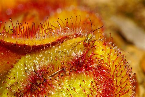 The Weird World Of Australias Carnivorous Plants Australian Geographic