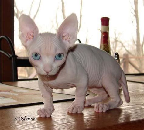 our next cat the bambino cat breeds cats bambino cat