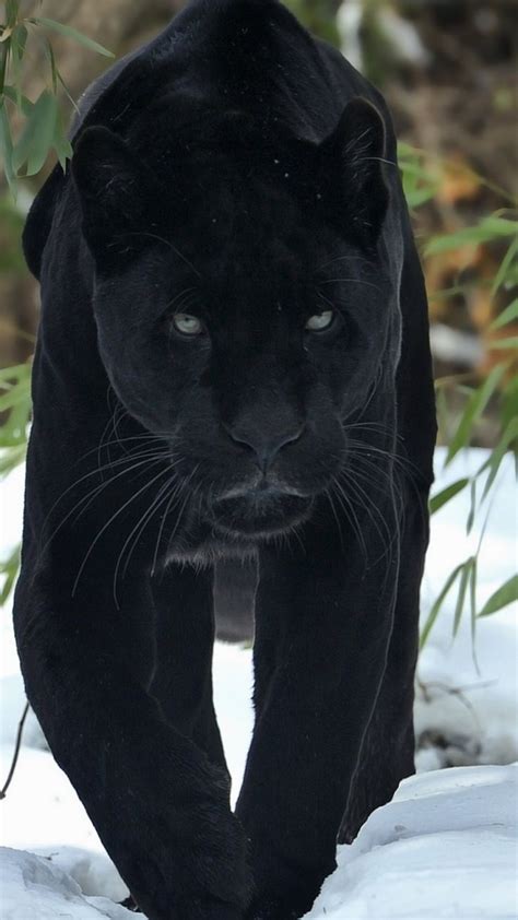 Black Jaguar Hd Mobile Wallpaper Black Jaguar Animal Jaguar Animal