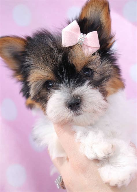 Egypt south africa china hong kong germany bahrain jordan kuwait qatar saudi arabia united arab. Yorkshire Terrier Puppy For Sale At Teacups Puppies South ...