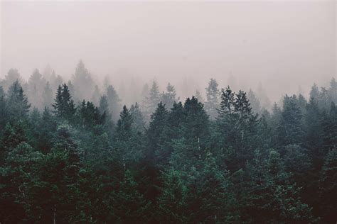 Green Leafed Trees Forest Nature Landscape Trees Mist Photography