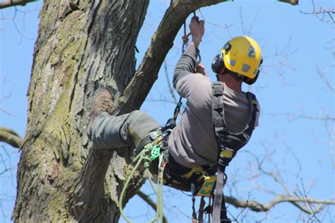 These are career professionals that can cultivate, manage, care for, and rehabilitate trees and shrubs. 5 Things to Ask When Hiring an Arborist | Baum Tree Care