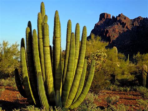 Desert cacti choose their growing spot wisely! Desert