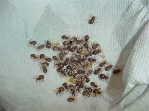 A vet will do a fecal flotation to determine that number one thing to do is get a stool sample from your cats litterbox in the morning then ask a neighbor if they would drive. Avicularia avicularia Egg sack and Baby Pics! | Arachnoboards