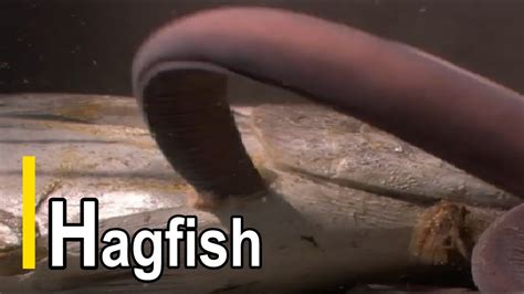 Hagfish YouTube