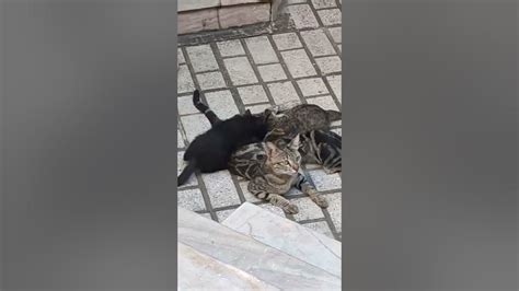 مادر گربه ها همراه فرزندانش 🗿🐈‍⬛ Youtube