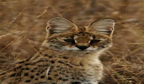 Exotic African Wildcat Found On Vancouver Island Outdoorhub