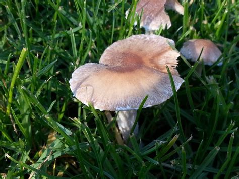 Mushrooms growing on newly fertilized lawn - Mushroom Hunting and Identification - Shroomery ...