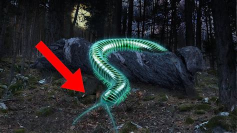 12 Most Amazing Bioluminescent Creatures In The World Youtube