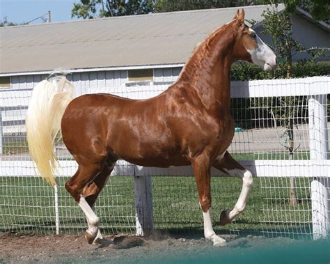 The American Saddlebred Z Horses Chestnutbrown Pinterest