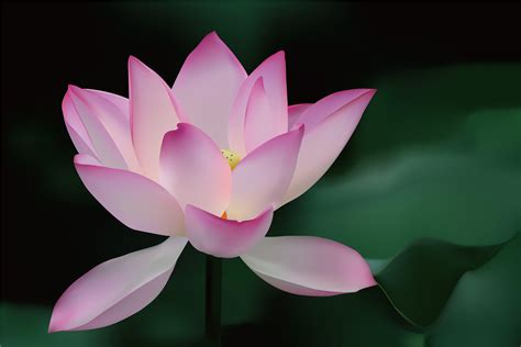 Lotus Flower Backgrounds Wallpaper Cave