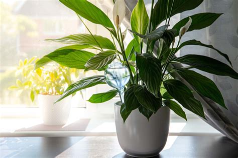 Why Peace Lily Leaves Turn Yellow Or Brown Gardeners Path