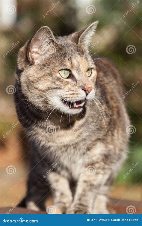 Tortoiseshell Tabby Cat Standing And Meowing Stock Photo Image Of