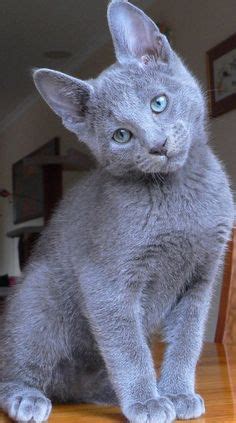 love  russian blue cats images  pinterest animals kitty cats  russian blue cats