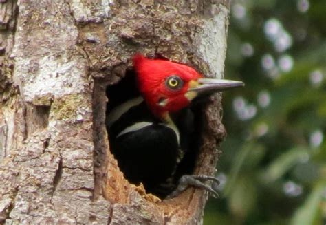 PÁjaro Carpintero Características Qué Come Dónde Vive