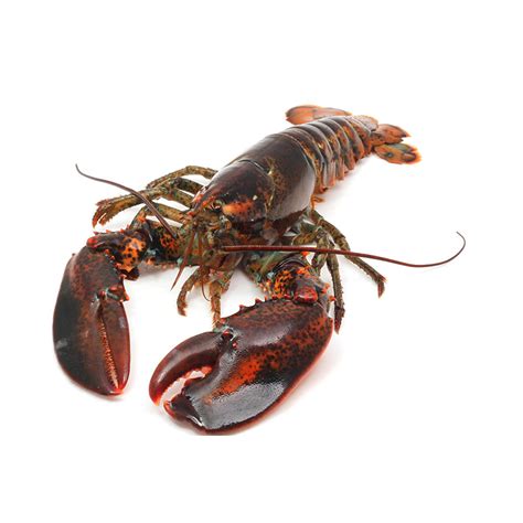 Live And Frozen Marine Lobster At Best Price In Ludhiana By Rosfjord