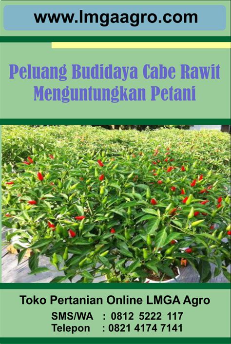 Jamur merupakan salah satu produk tanaman yang banyak dikonsumsi di indonesia. Budidaya Tanaman Yang Menguntungkan Rumah - Belajar.Lif.co.id