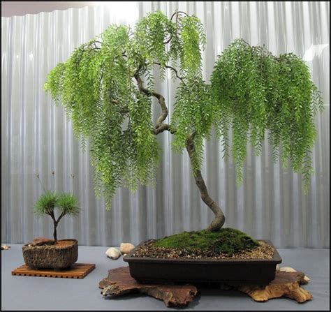 These types of bonsai trees represent trees that are half dead with the trunk stripped bare due to ravages of nature but still have verdant green leaves the types of bonsai trees discussed above is only a representation of bonsai types and there are many more like sokan, neturanari, neagari and. Weeping Willow Bonsai Trees | Bonsai Tree Gardener