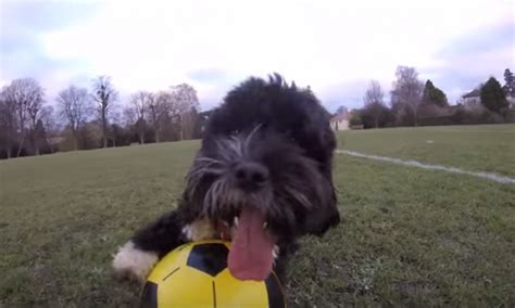 Video Meet Ronaldog The Best Canine Footballer In The World