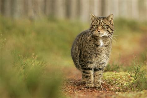 Saving Scottish Wildcats Cambridge Conservation Forum