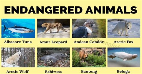Endangered Snakes List