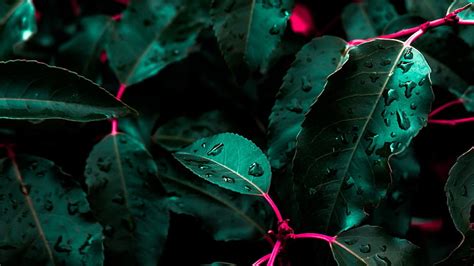 1366x768px Free Download Hd Wallpaper Green Leafed Plant Close Up