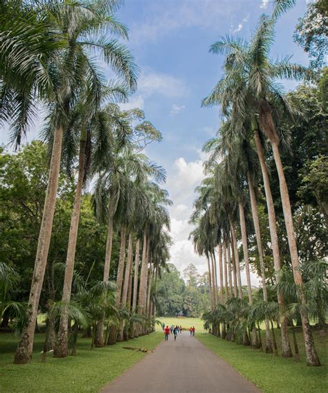 Royal Botanical Gardens Peradeniya Park Kandy The Bellephant