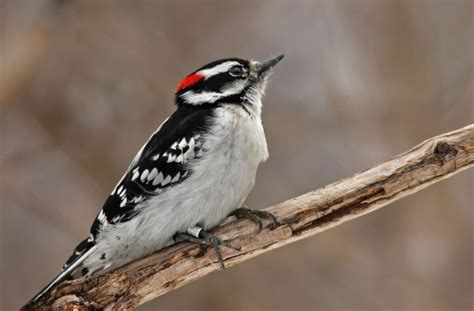 Woodpeckers In Michigan Which Ones In Your Backyard