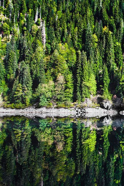Spruce Trees Are Reflected In The Clear Water Of A Mountain Lake Stock