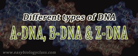 Difference Between A Dna B Dna And Z Dna Ppt Easybiologyclass