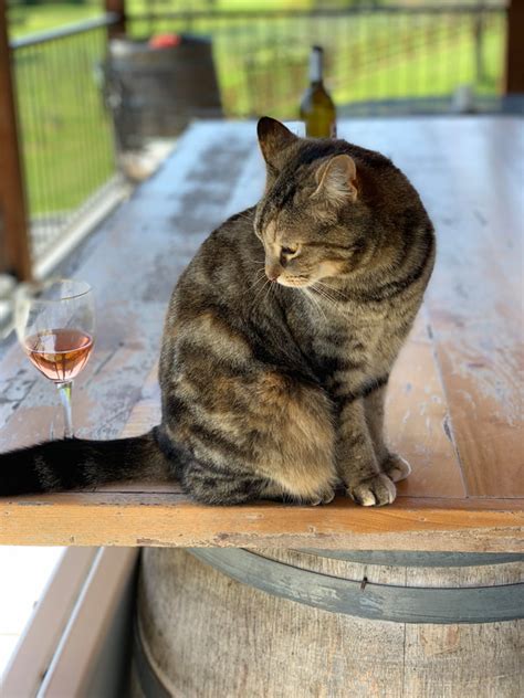 Chianti The Cat Welcome To Odom Springs Vineyards Winery Tasting