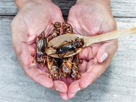 Are Crickets Healthy Food Network Food Network Healthy Eats