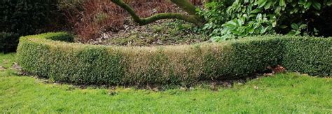 How To Revive Dying Boxwood Shrub Identify Causes And Saving