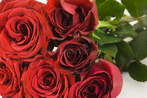 Bunch Of Red Roses Stock Image Image Of Close Leaf 13070495