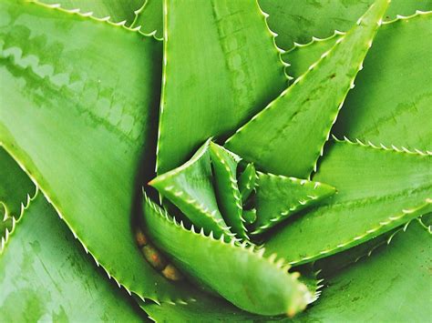 Multi Purpose Aloe Vera Plants